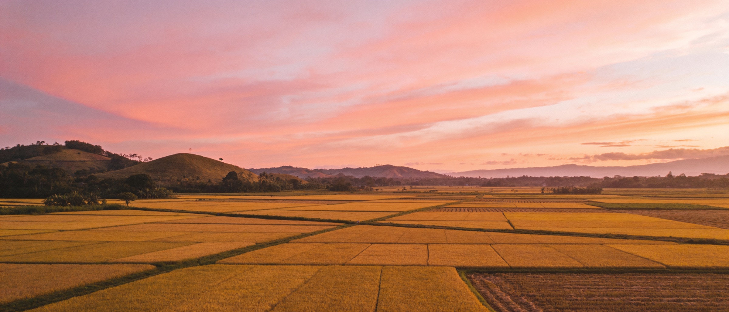 Golden fields under a pink sky