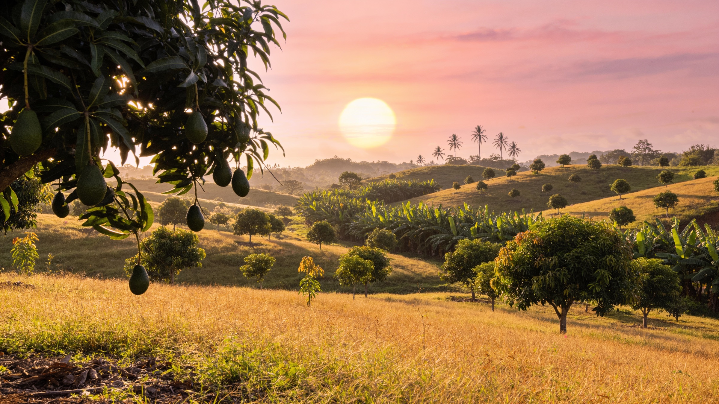 Avocado and banana trees on Hannah's Farm at golden hour under a pink sky